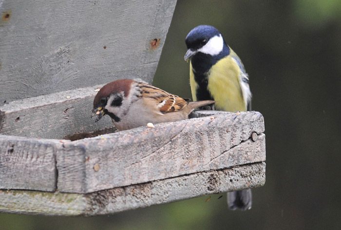 Avifauna humor